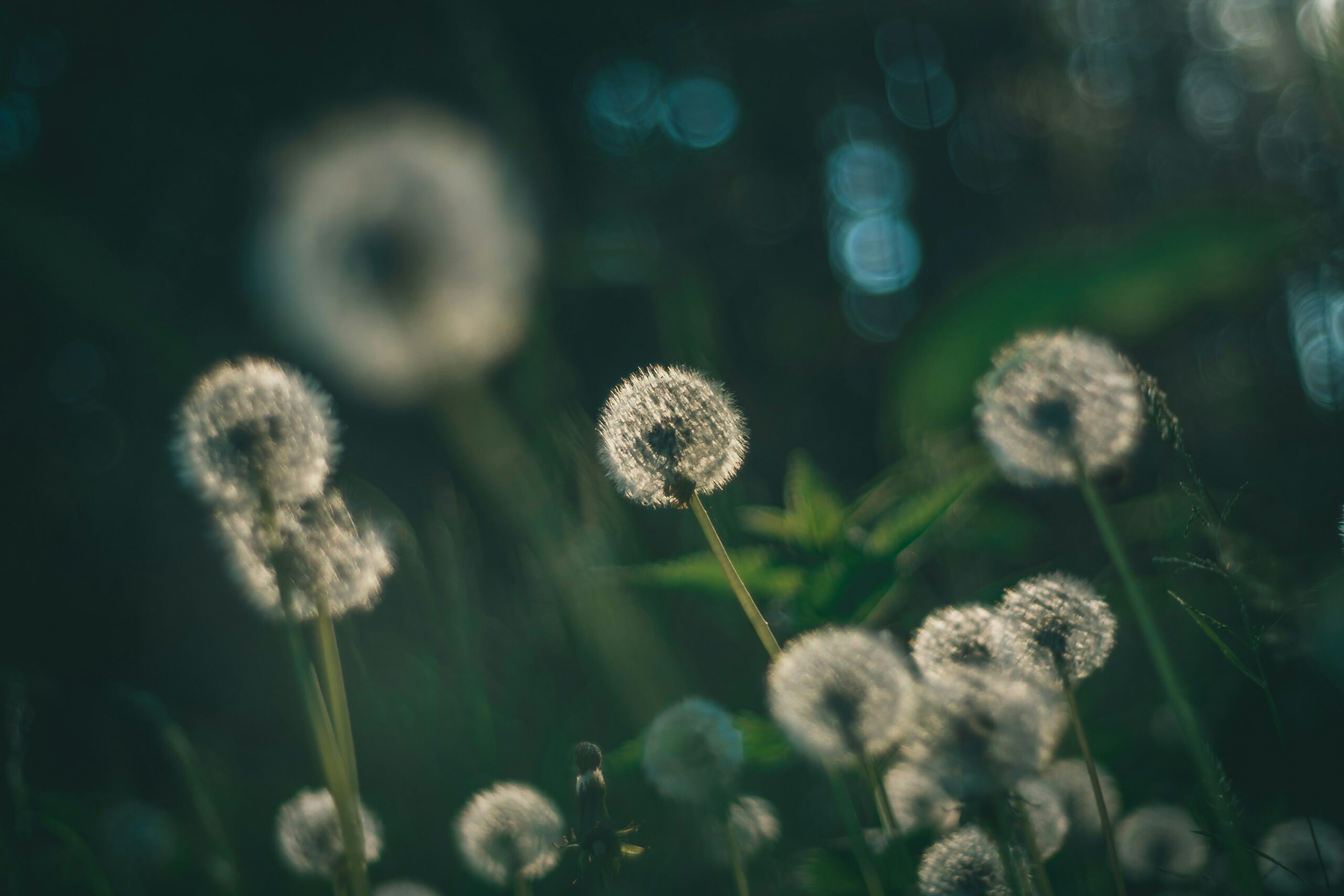 LFA primary course image 2025 rebrand_raimond-klavins-Mhi9BlJfPSY-unsplash - Living Future