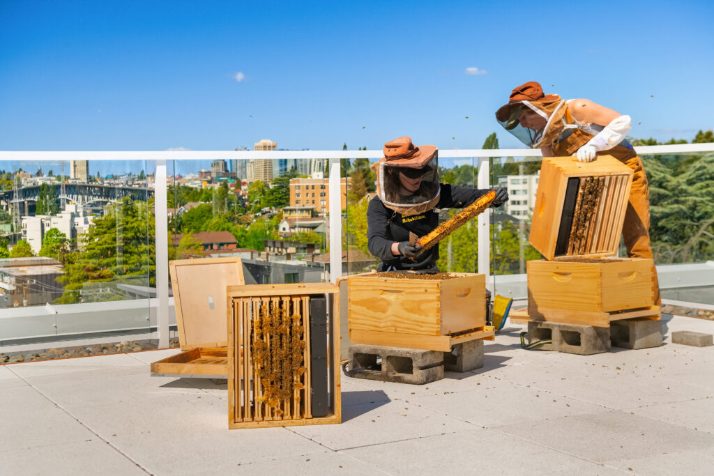 Two beekeepers in protective suits work with wooden beehives on a rooftop overlooking a city skyline.