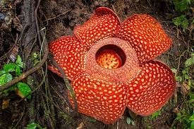 Large reddish-orange flower with white spots blooming on the forest floor.